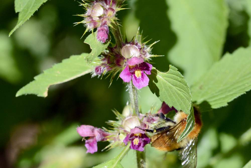 Galeopsis quarto da ID.